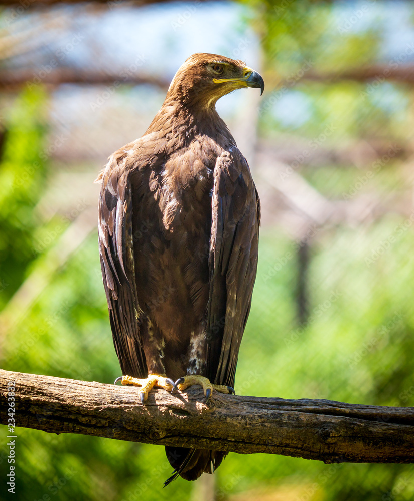 Fototapeta premium Portrait of an eagle in the zoo