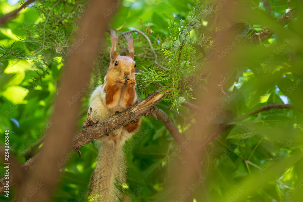Squirrel on the branches of a tree in nature Squirrel on the branches of a tree in nature