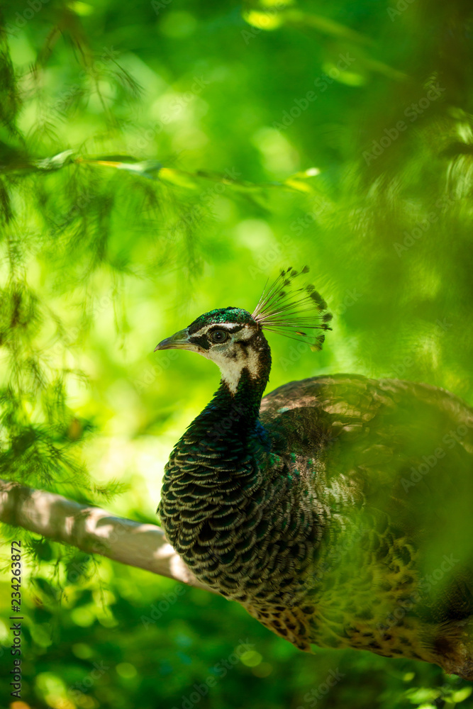 Portrait of a peacock in a zoo Portrait of a peacock in a zoo