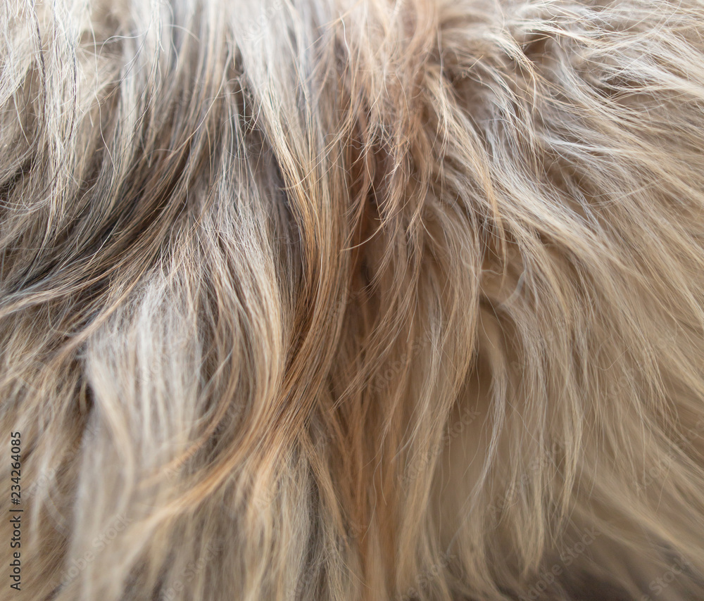 Wool on a dog as an abstract background Wool on a dog as an abstract background