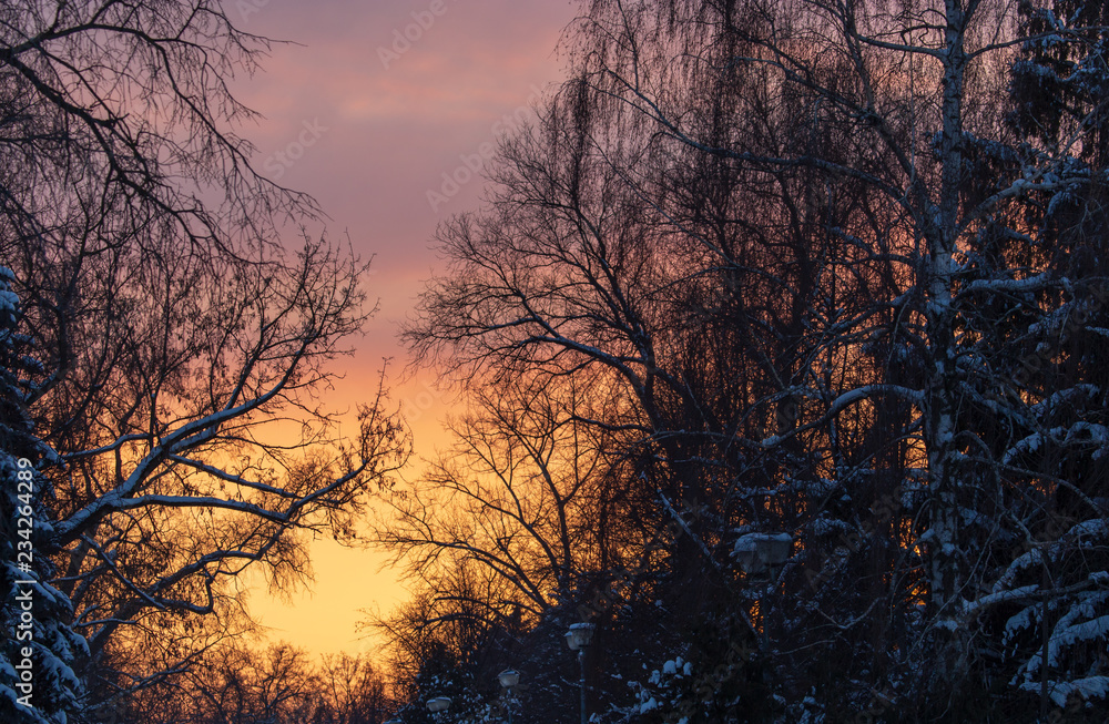 Naked branches on a tree against a sunset sun Naked branches on a tree against a sunset sun