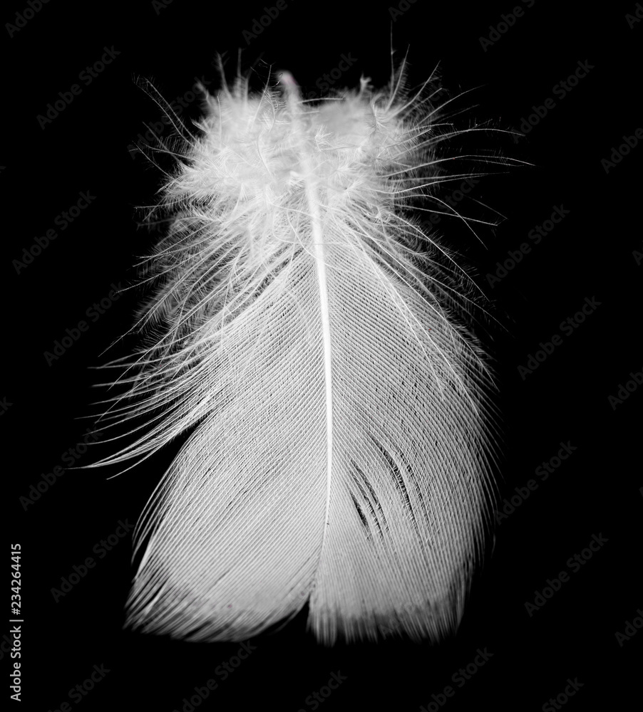Obraz premium White feather isolated on black background