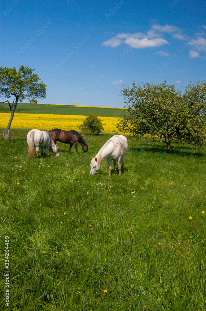 Obraz premium Pferde auf der Weide