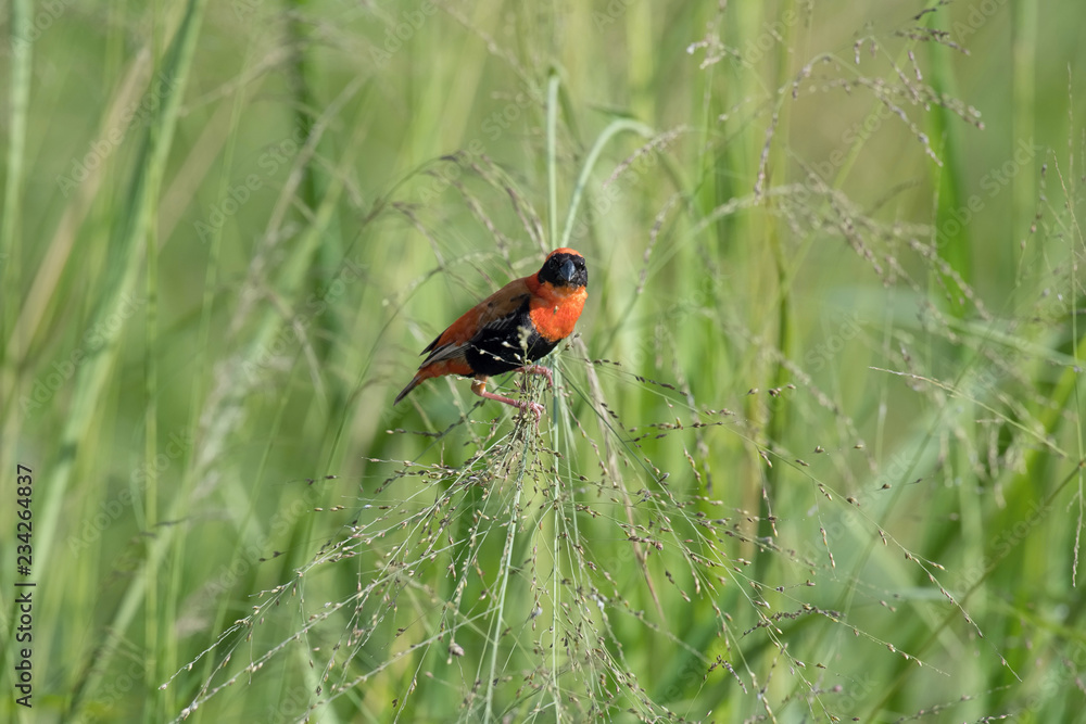The Red Bishop, Euplectes orix is sitting on the grass and eating some seeds. It is flying red gem of Uganda, green backround The Red Bishop, Euplectes orix is sitting on the grass and eating some seeds. It is flying red gem of Uganda, green backround