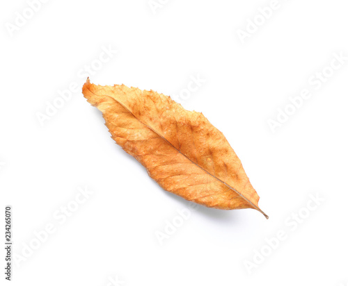 Color autumn leaf on white background