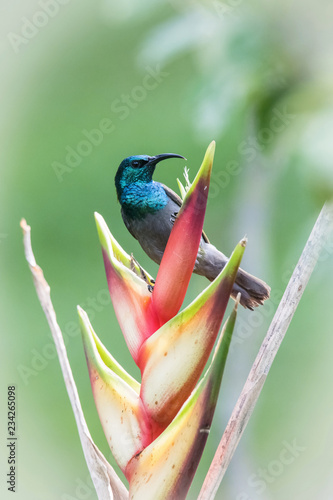 The Blue-headed Sunbird or Cyanomitra alinae is perched on the red flower nice natural environment of Uganda wildlife in Africa, green background photo