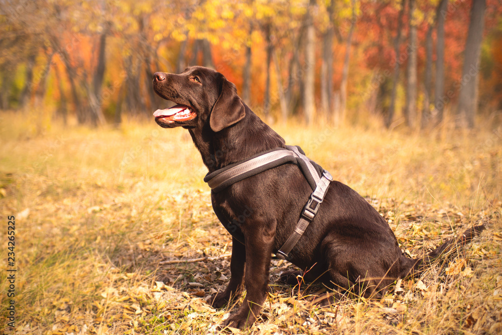 Dog on a walk in the autumn park Dog on a walk in the autumn park