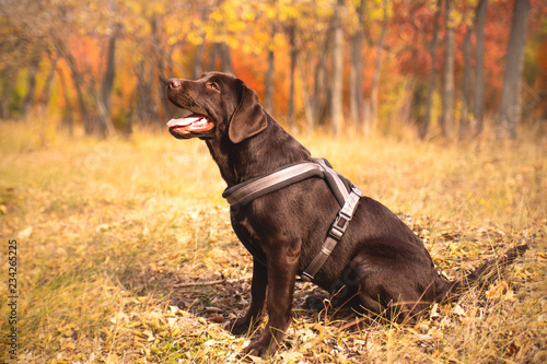 Dog on a walk in the autumn park