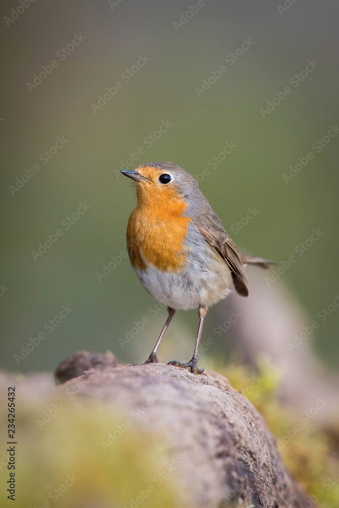 The European Robin or Erithacus rubecula is sitting at the waterhole in the forest Reflecting on the surface Preparing for the bath Colorful backgound with some flower