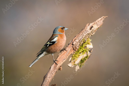 The Common Chaffinch or Fringilla coelebs is sitting on the branch with nice brown background Soft light