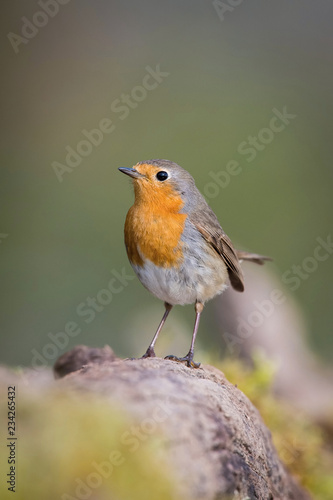 The European Robin or Erithacus rubecula is sitting at the waterhole in the forest Reflecting on the surface Preparing for the bath Colorful backgound with some flower