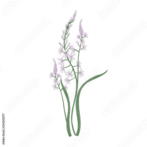 Gorgeous camas or quamash flowers isolated on white background. Elegant natural drawing of wild edible perennial herbaceous plant or meadow wildflower. Colorful realistic floral vector illustration. photo