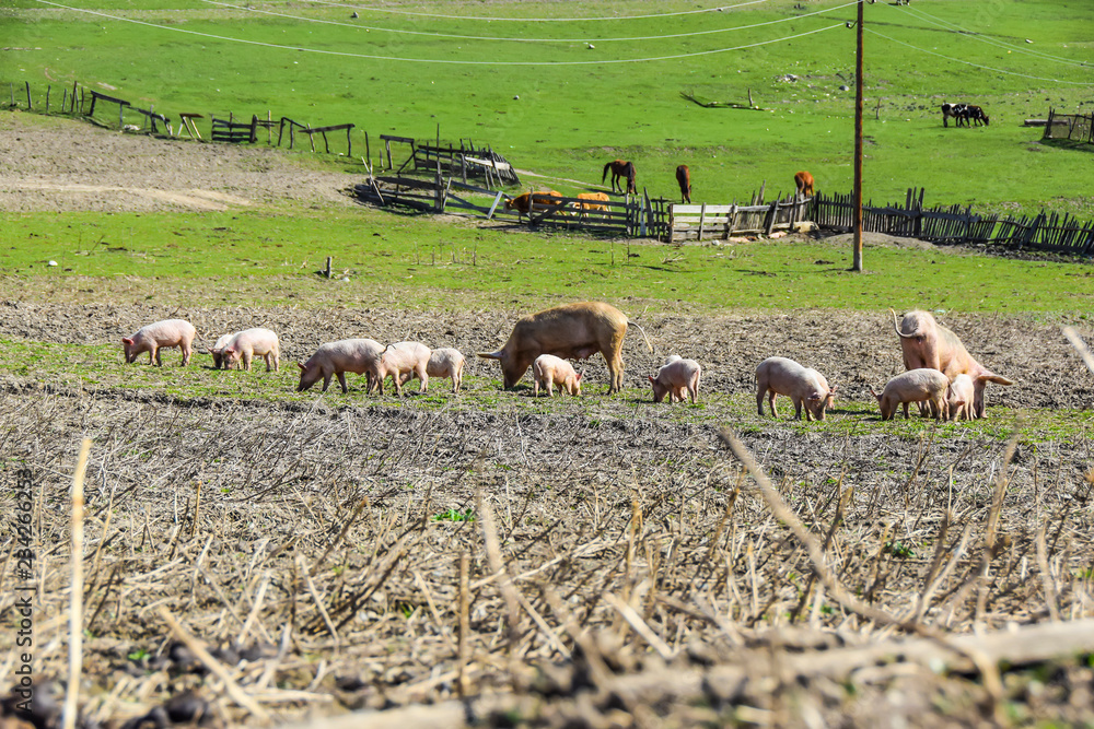 Fototapeta premium mother pig with her piglets on a meadow eat farm agriculture pork