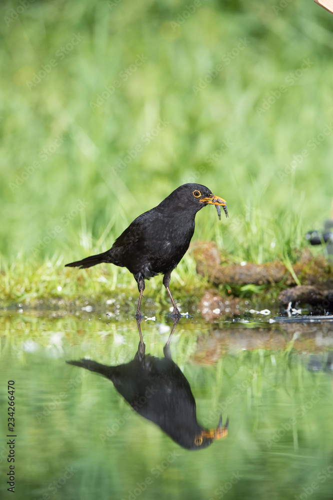 Obraz premium Common Blackbird is fishing to feed his chicks, Turdus merula, Blackbird has got two fishes in his beak. Nice mirroring reflection on surface of forest waterhole, nice bright green backround..