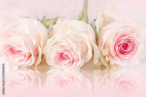 Pink roses with reflection. Greeting card.