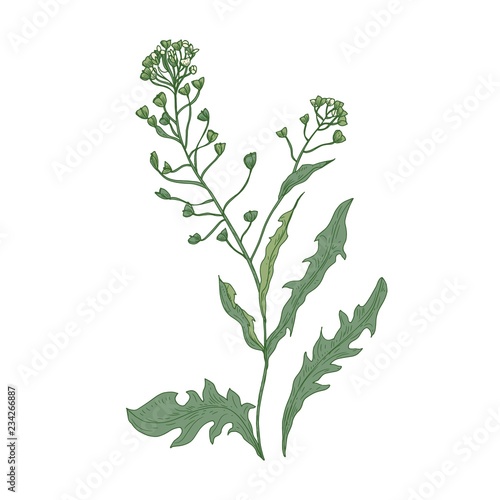 Shepherd's purse flowers or inflorescences isolated on white background. Bota...