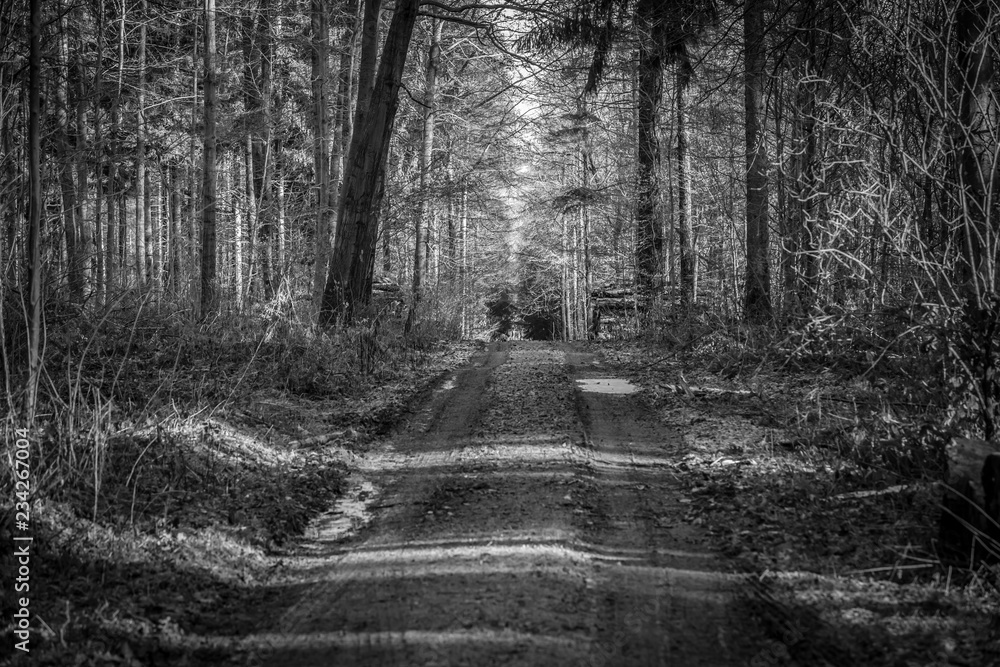 Naklejka premium Waldweg im Herbst