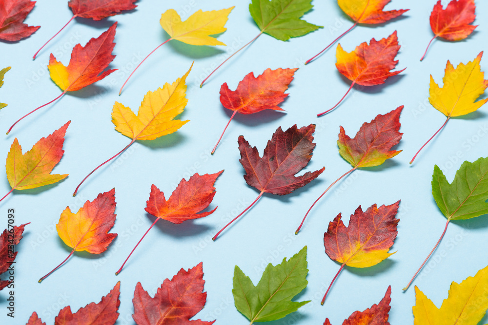 Obraz premium Autumn leafs on pastel background