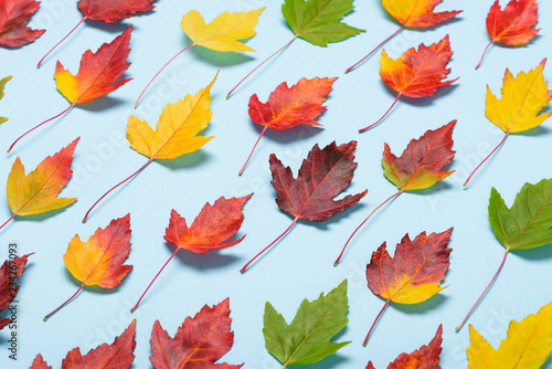 Autumn leafs on pastel background