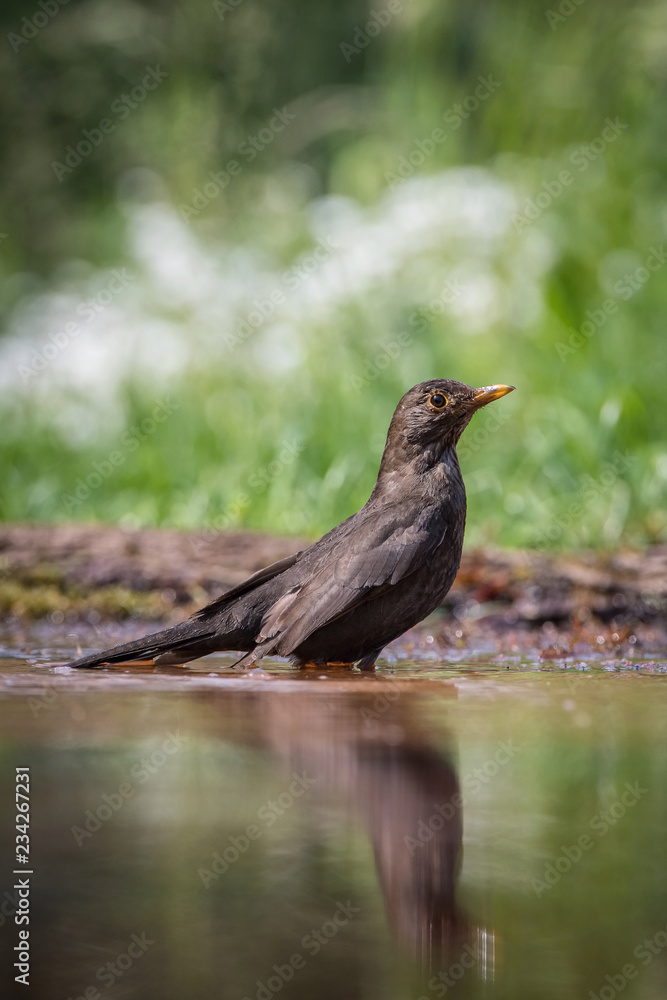 Common Blackbird is sitting at the waterhole in the forest Reflecting on the surface Preparing for the bath Colorful backgound with some flower Common Blackbird is sitting at the waterhole in the forest Reflecting on the surface Preparing for the bath Colorful backgound with some flower
