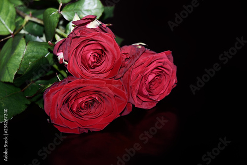 Fototapeta Naklejka Na Ścianę i Meble -  Close-up of three red roses on black background