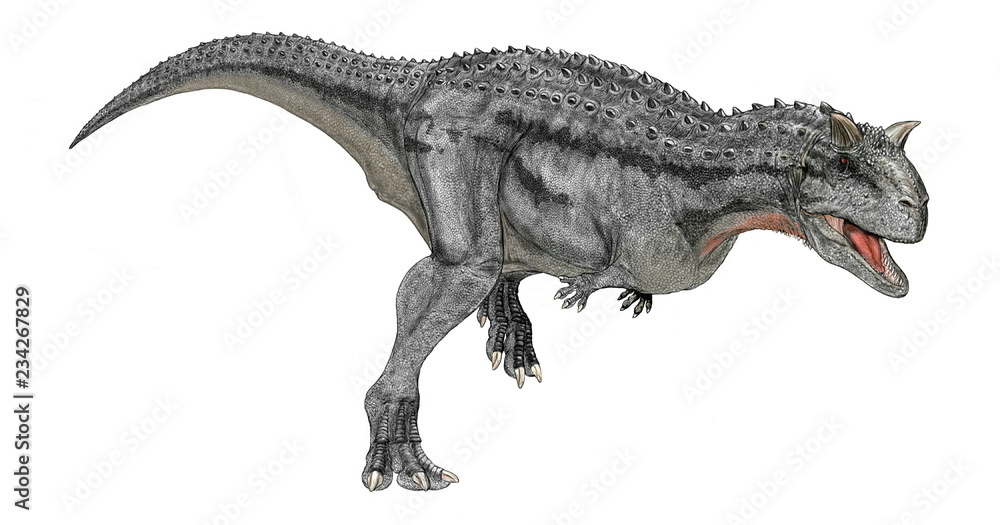 カルノタウルス 恐竜白亜紀後期に現在の南米大陸に当たる地域に生息した肉食恐竜 カルノタウルスの名は 肉食の雄牛 を意味し 独自の身体的特徴を持つこの大陸の肉食恐竜の中で最も知られている 北米大陸で生態系の頂点にあったティラノサウルスのように前足が極端に