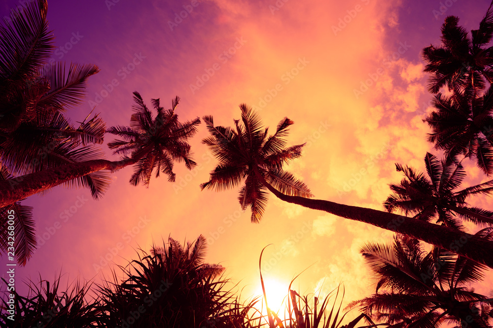 Beautiful tropical sunset palm tree silhouettes view from grass to the sky