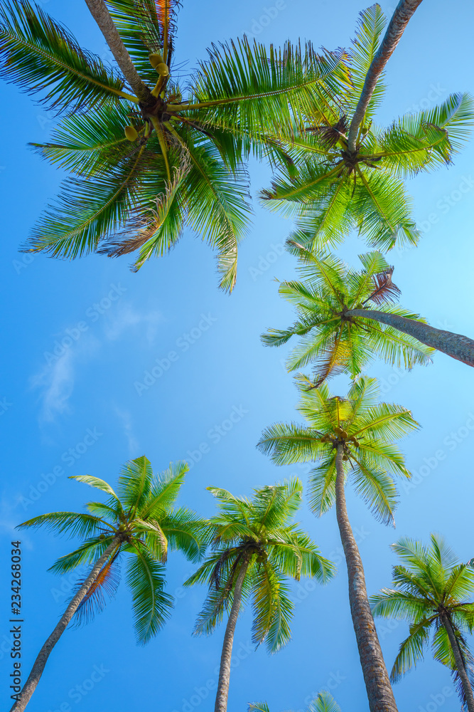 Tropical coconut palm trees frame border composition Tropical coconut palm trees frame border composition