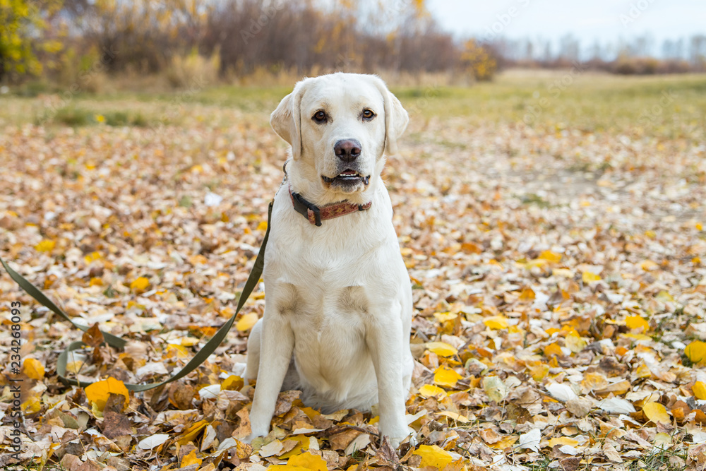 yellow labrador in the park in autumn walk on a leash