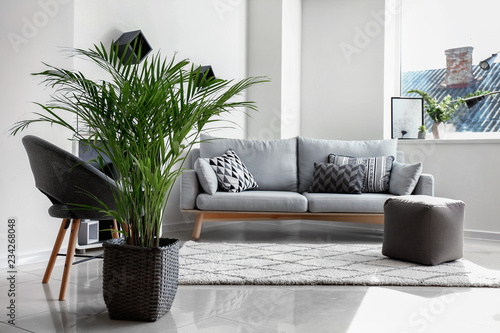 Tableau sur toile Decorative Areca palm in interior of room