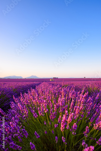 Beautiful France Provance lavender field classic landscape with old farmhouse