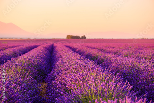 Lavender field Provence France selective focus