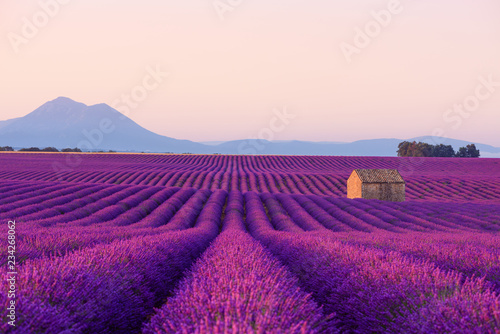 Beautiful iconic old small French rural house in blooming lavender fields in Provence at sunrise.