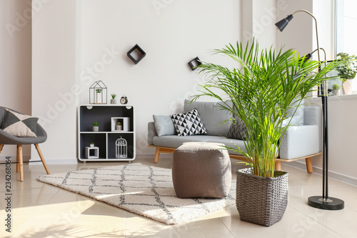 Decorative Areca palm in interior of room photo