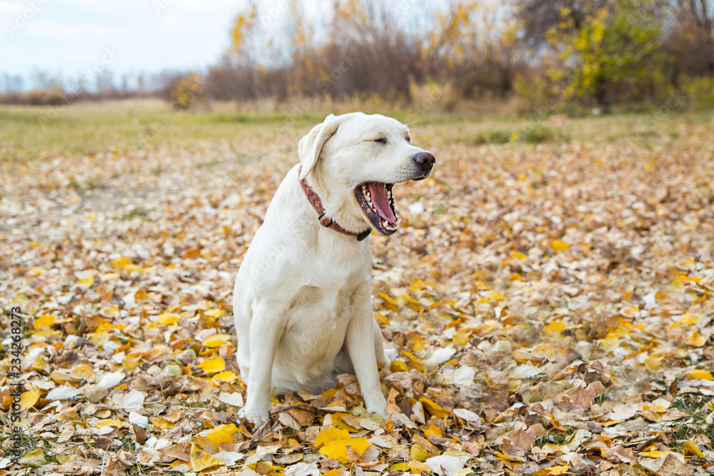 yellow labrador in the park in autumn walk on a leash yellow labrador in the park in autumn walk on a leash