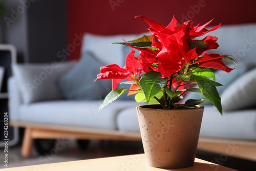 Christmas flower poinsettia on wooden table photo