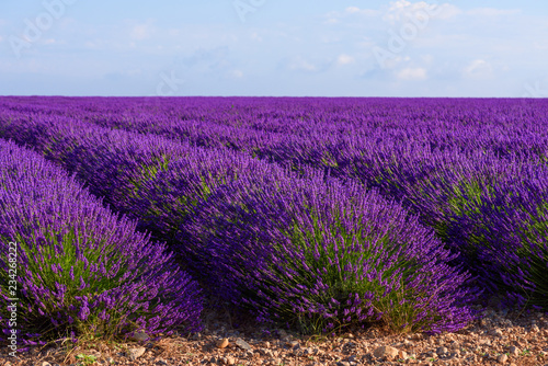 Lavender blossoming bushes rows on field at Valensole Provence