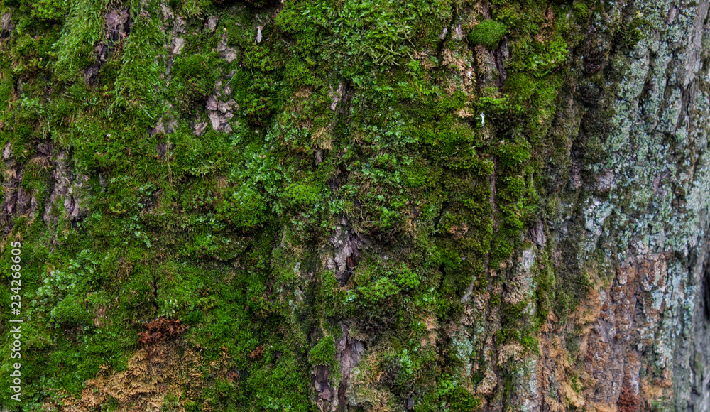 Moss green texture. Moss background. Green moss on grunge texture, background Moss green texture. Moss background. Green moss on grunge texture, background