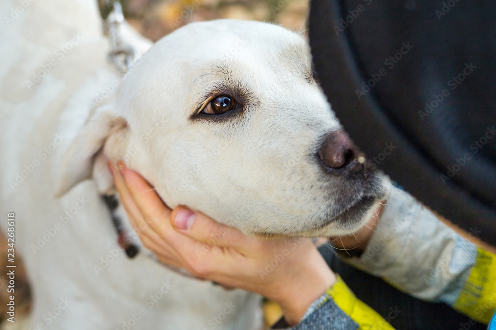 yellow labrador in the park in autumn yellow labrador in the park in autumn