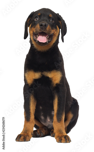 rottweiler puppy sitting