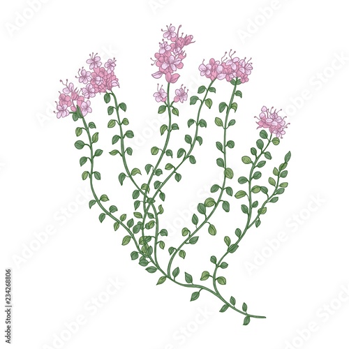 Thyme flowers or inflorescences isolated on white background. Detailed drawin...
