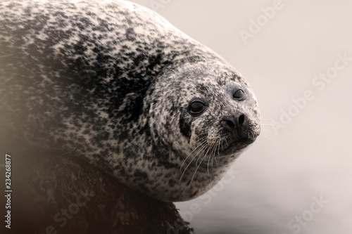 Common seal on rock