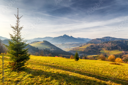 Tree in a foreground of autumn landscape with mountains at sunrise. Mala Fatra National Park  not far from the village of Terchova in Slovakia  Europe.