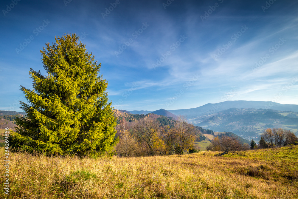 Tree in a foreground of autumn landscape with mountains at sunrise, Orava region in Slovakia, Europe.