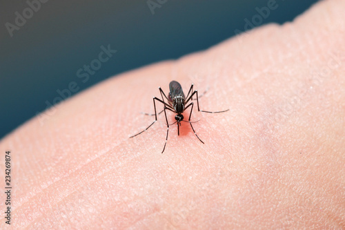 common house mosquito sucking blood on human skin