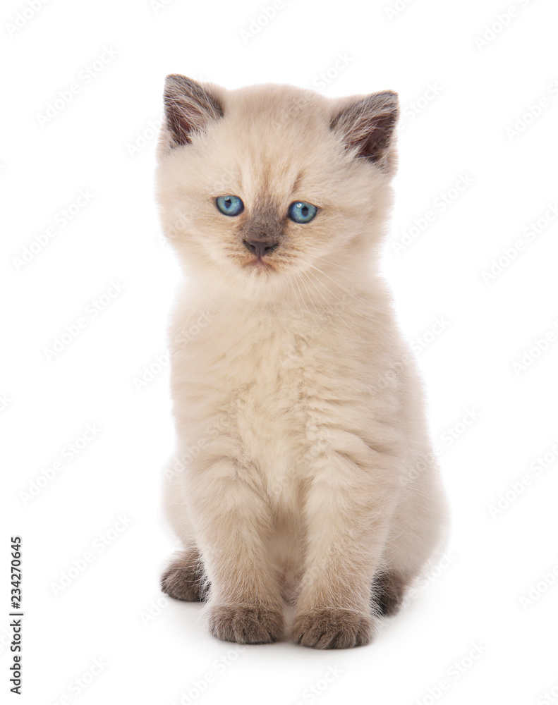 Cute little kitten on white background