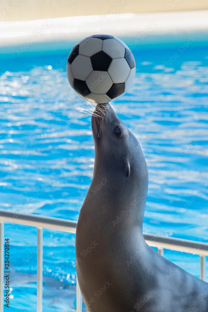 Fototapeta premium The sea lion putting a soccer ball on his nose