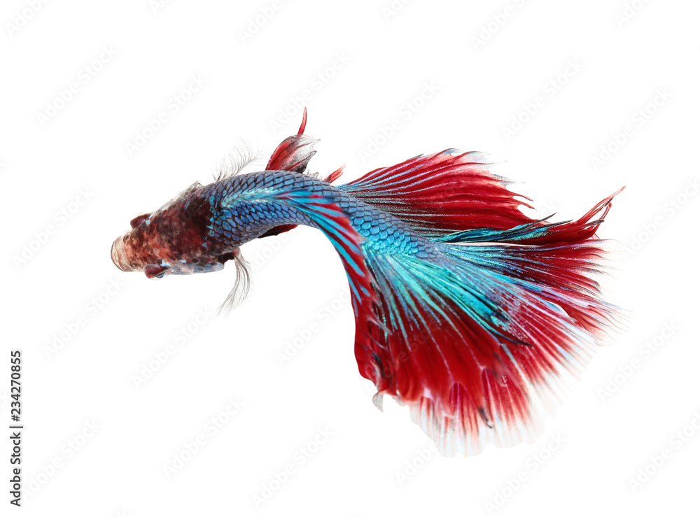 Fototapeta premium Betta fish, siamese fighting fish, betta splendens on top view.with white background.