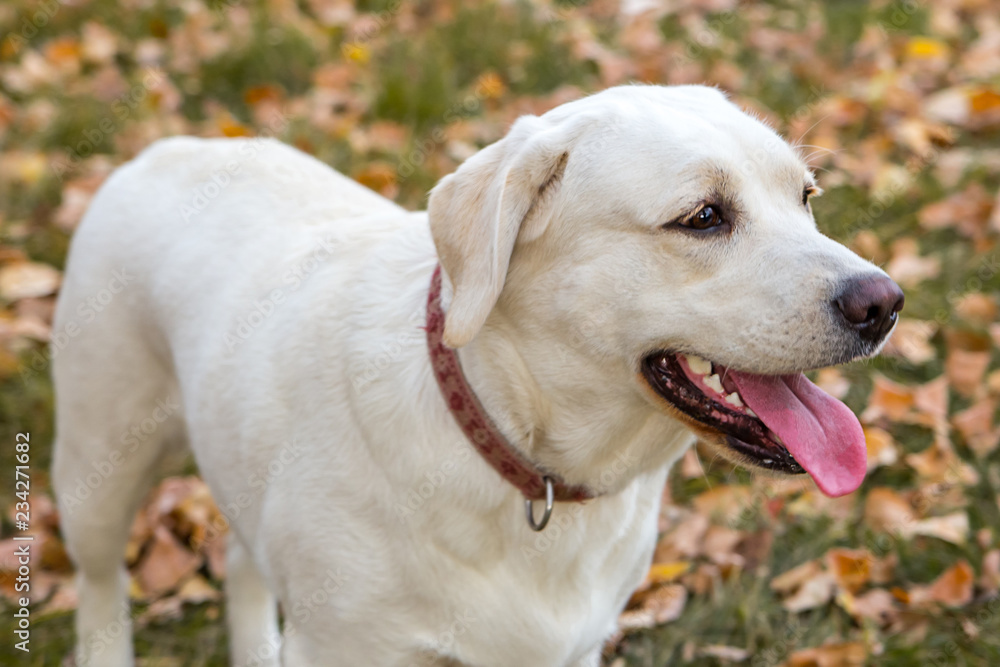 yellow labrador in the park in autumn yellow labrador in the park in autumn