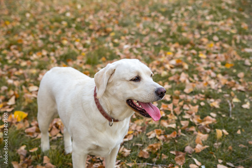 yellow labrador in the park in autumn © vika33